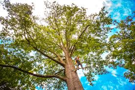 Best Tree Maintenance Programs  in Glendale, MS