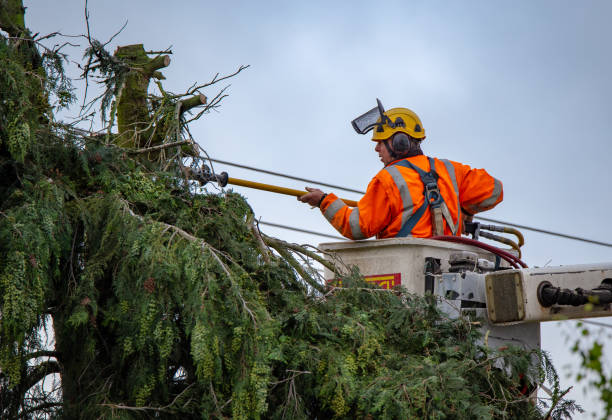 How Our Tree Care Process Works  in  Glendale, MS